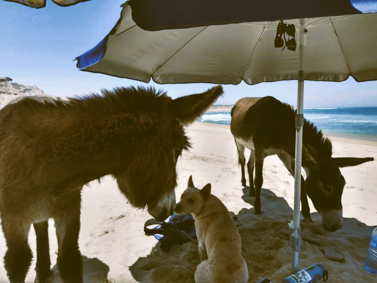 Two donkeys and a dog under a beach umbrella
